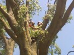 višinsko obrezovanje zaščitenih dreves Celtis australis, nadzor pod Zavodom za varstvo narave  (5)